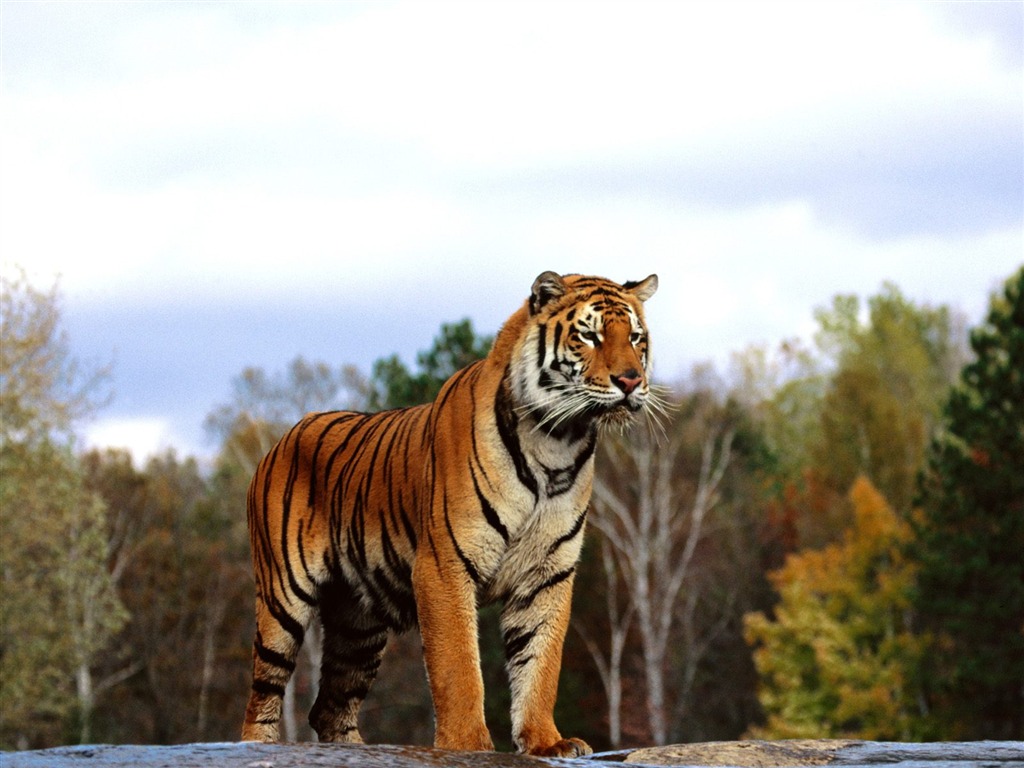 Tiger Фото обои (2) #17 - 1024x768