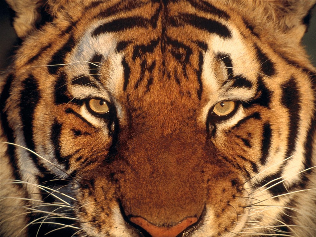 Tiger Photo Wallpaper (2) #19 - 1024x768