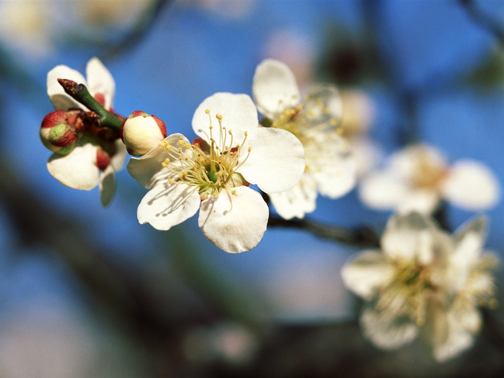 Flowers close-up (16) #6 - 1024x768