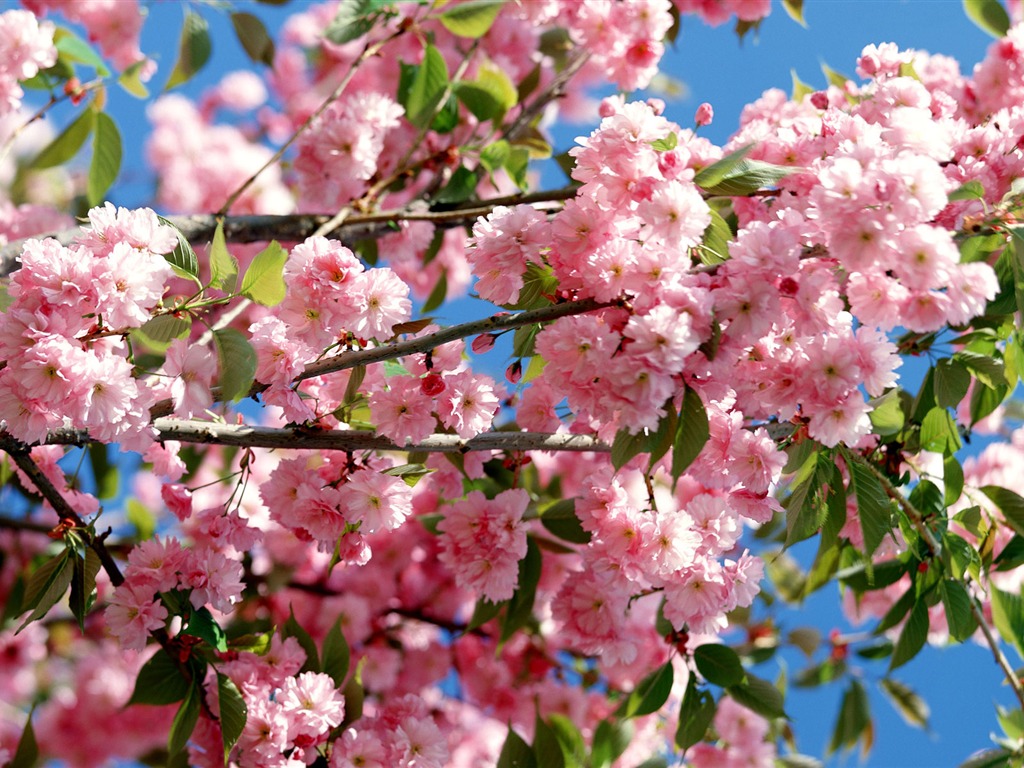 Flowers close-up (16) #19 - 1024x768