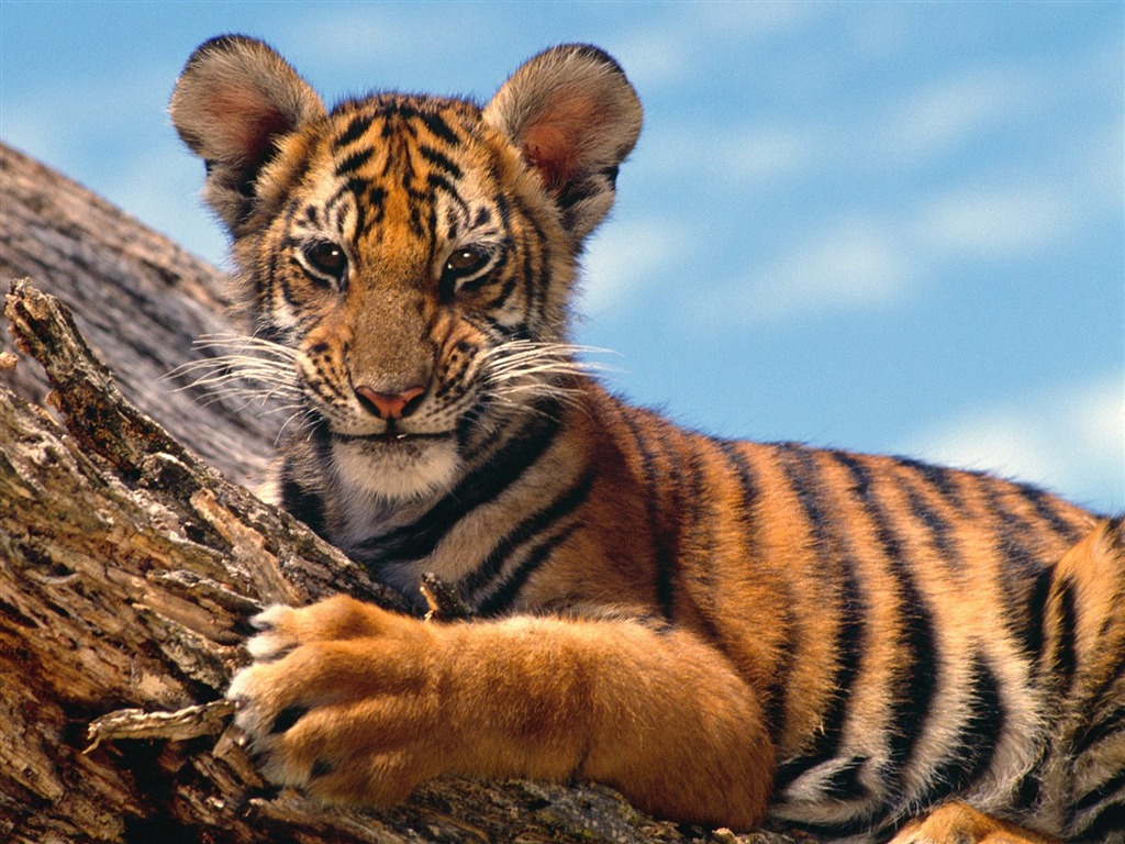 Tiger Foto tapety (3) #1 - 1024x768