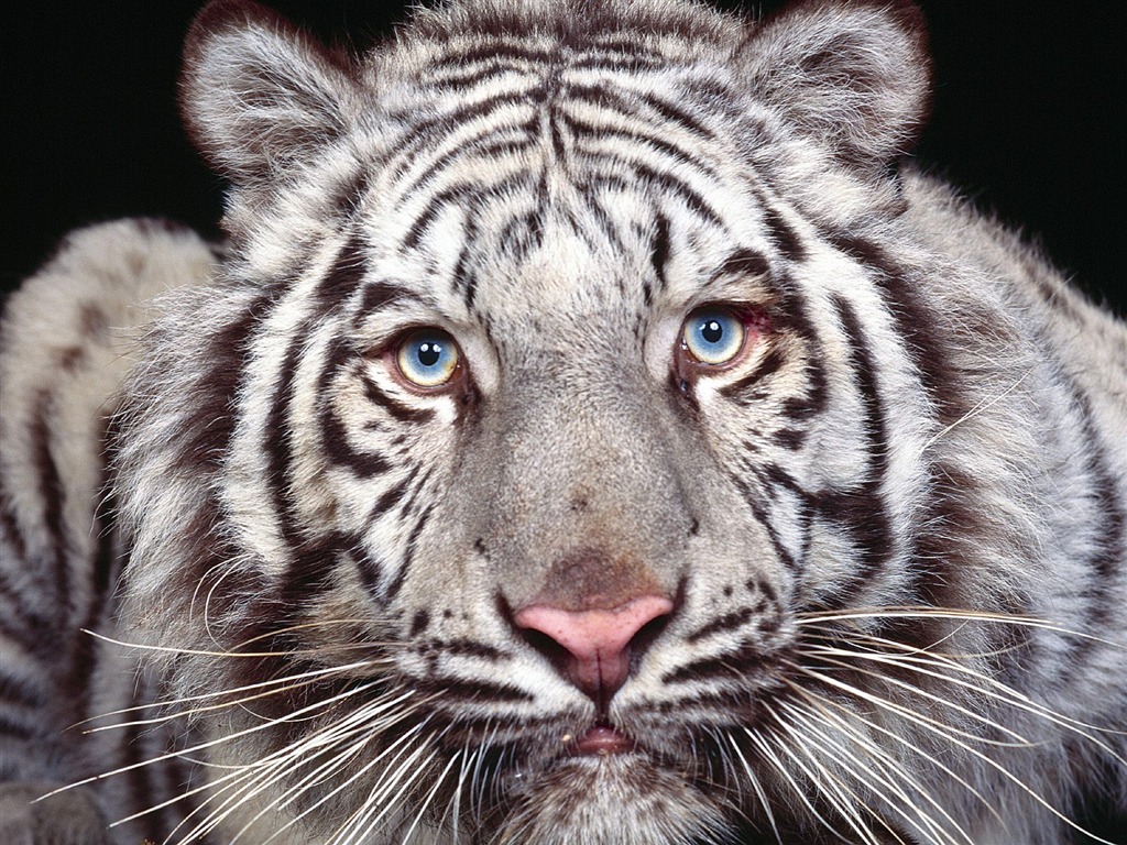 Tiger Foto tapety (3) #12 - 1024x768