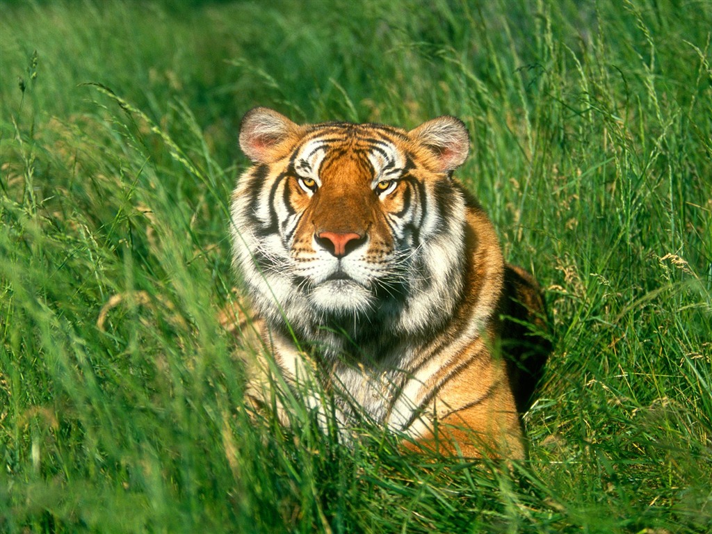 Fond d'écran Tiger Photo (3) #14 - 1024x768