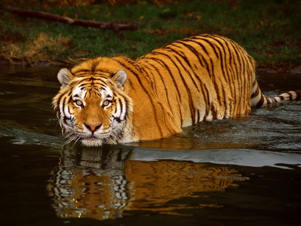Fond d'écran Tiger Photo (3) #17 - 1024x768