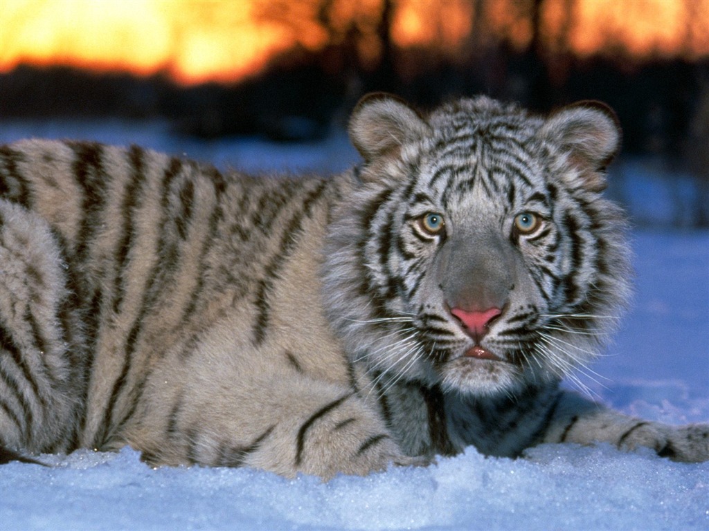 Tiger Photo Wallpaper (3) #18 - 1024x768