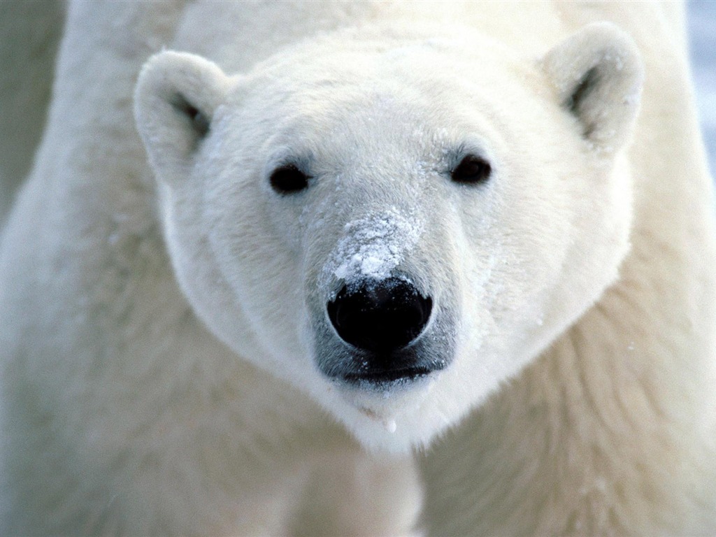 北极熊写真壁纸1 - 1024x768
