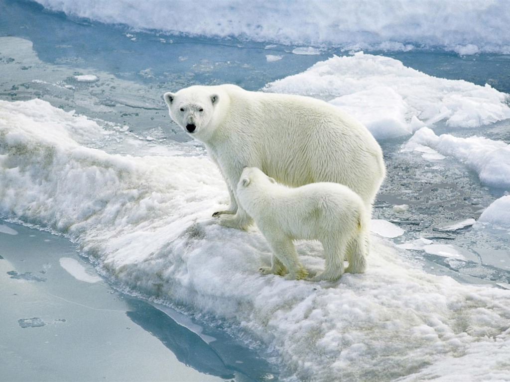 北极熊写真壁纸2 - 1024x768