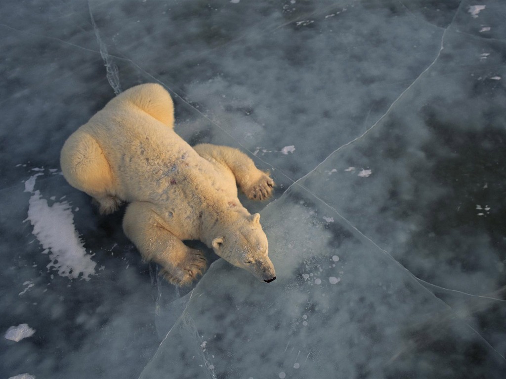 El oso polar Foto Wallpaper #3 - 1024x768