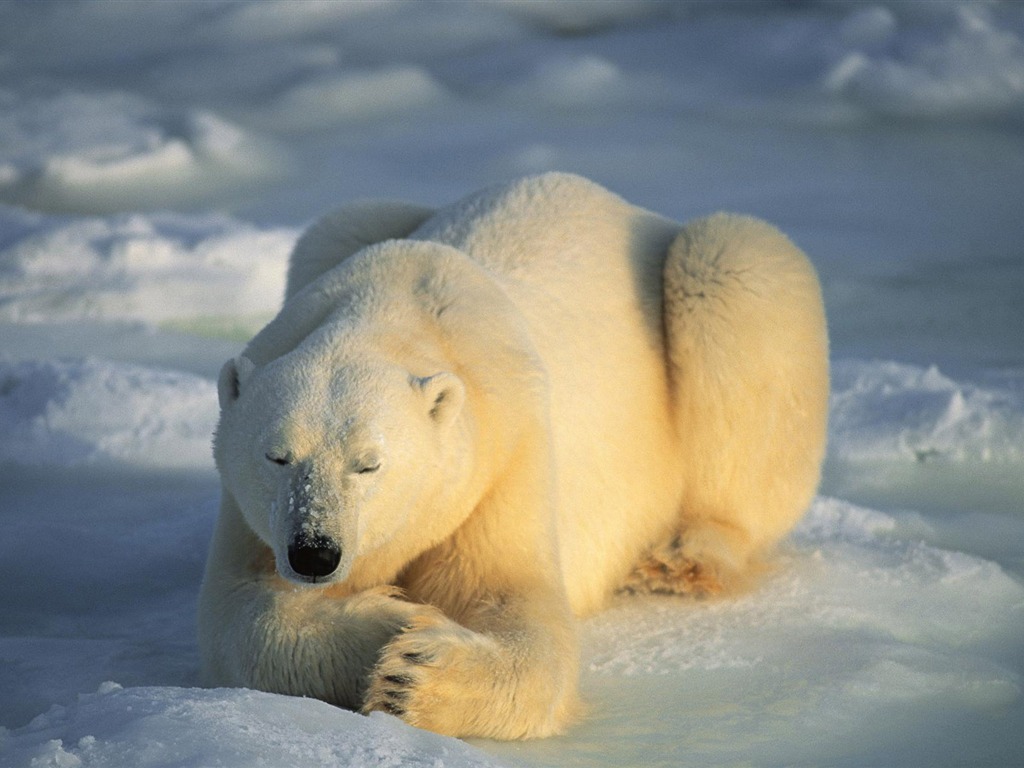 北极熊写真壁纸4 - 1024x768