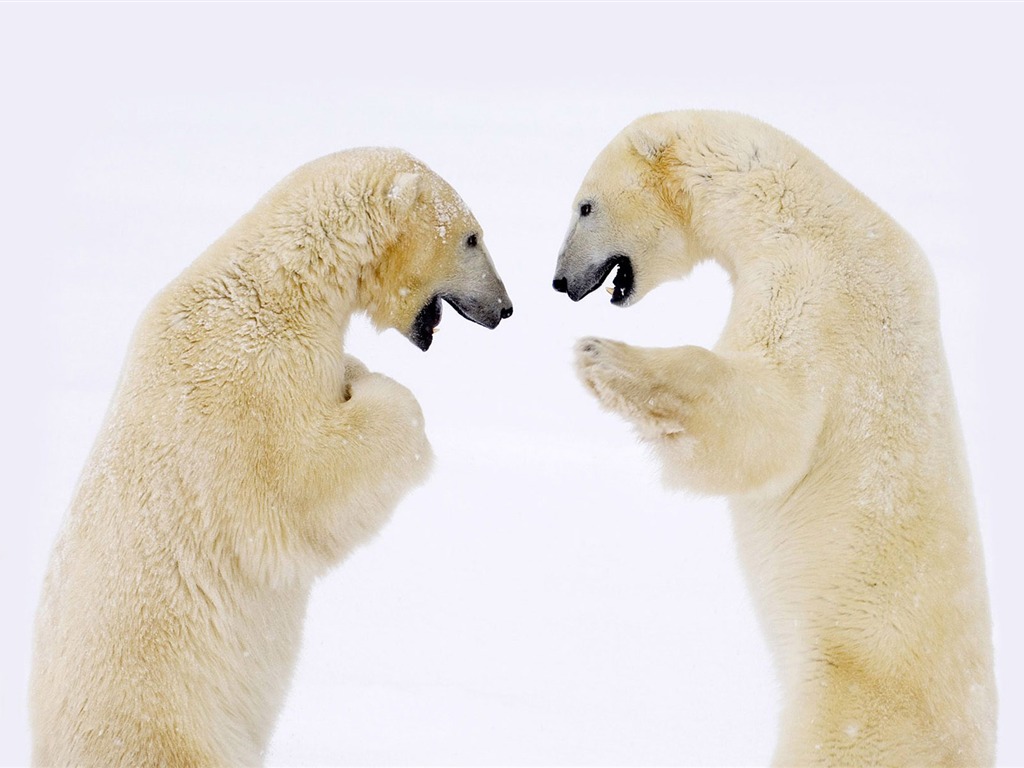 Fond d'écran Polar Bear Photo #6 - 1024x768