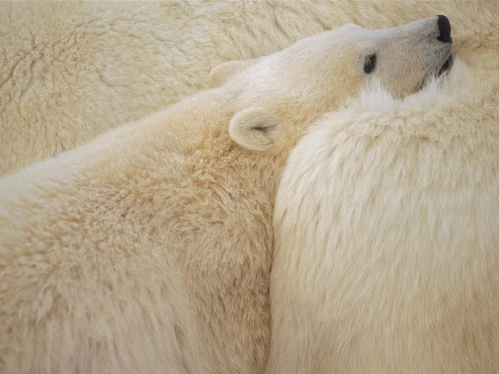 Fond d'écran Polar Bear Photo #7 - 1024x768