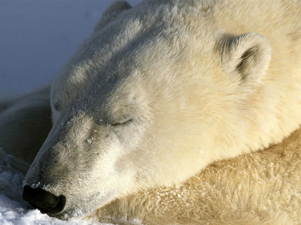 El oso polar Foto Wallpaper #8 - 1024x768