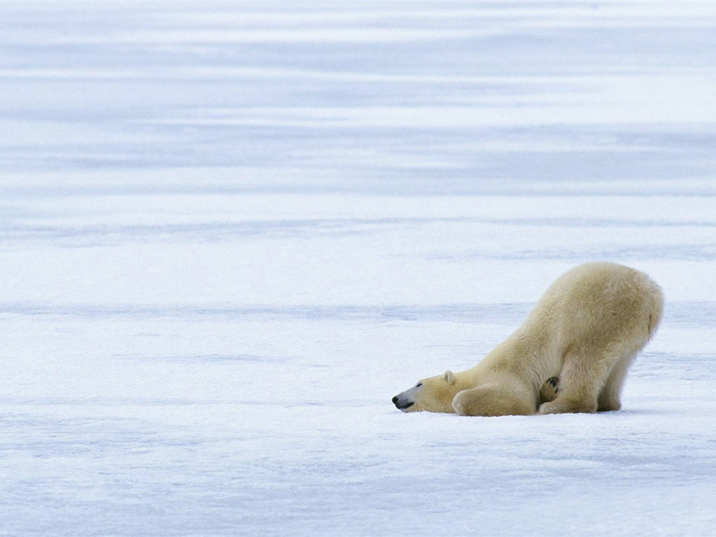 Fond d'écran Polar Bear Photo #9 - 1024x768