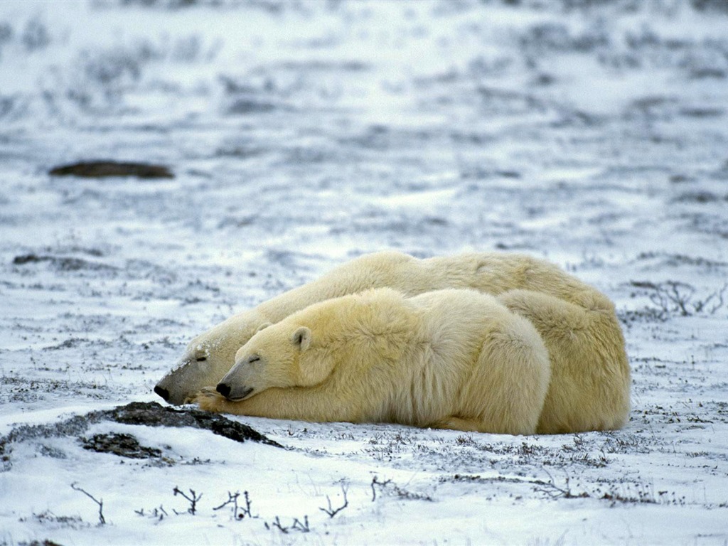Polar Bear Photo Wallpaper #10 - 1024x768