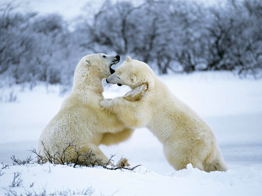 Polar Bear Foto Wallpaper #11 - 1024x768