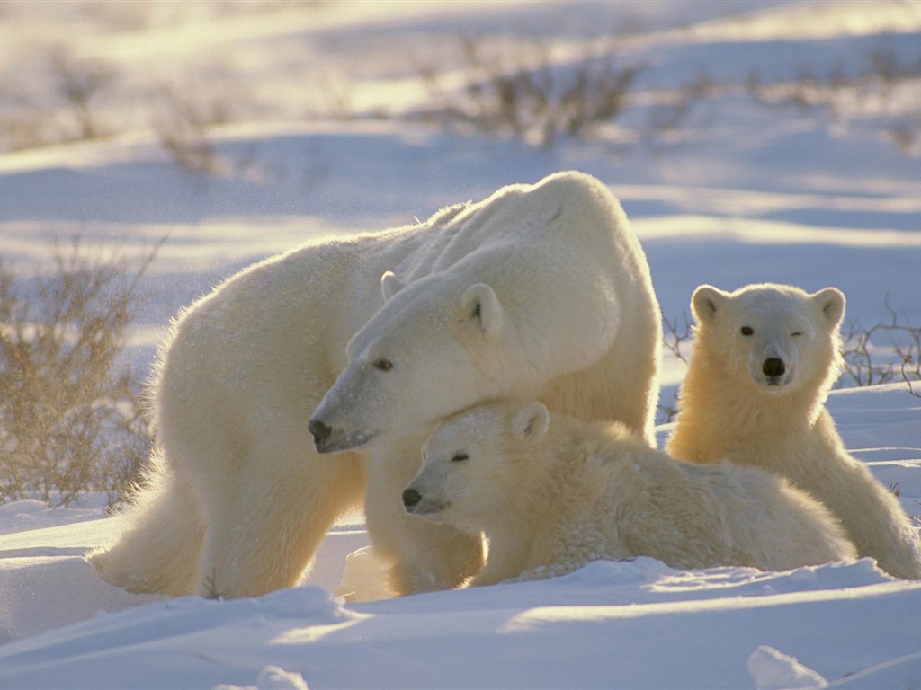 Polar Bear Photo Wallpaper #12 - 1024x768