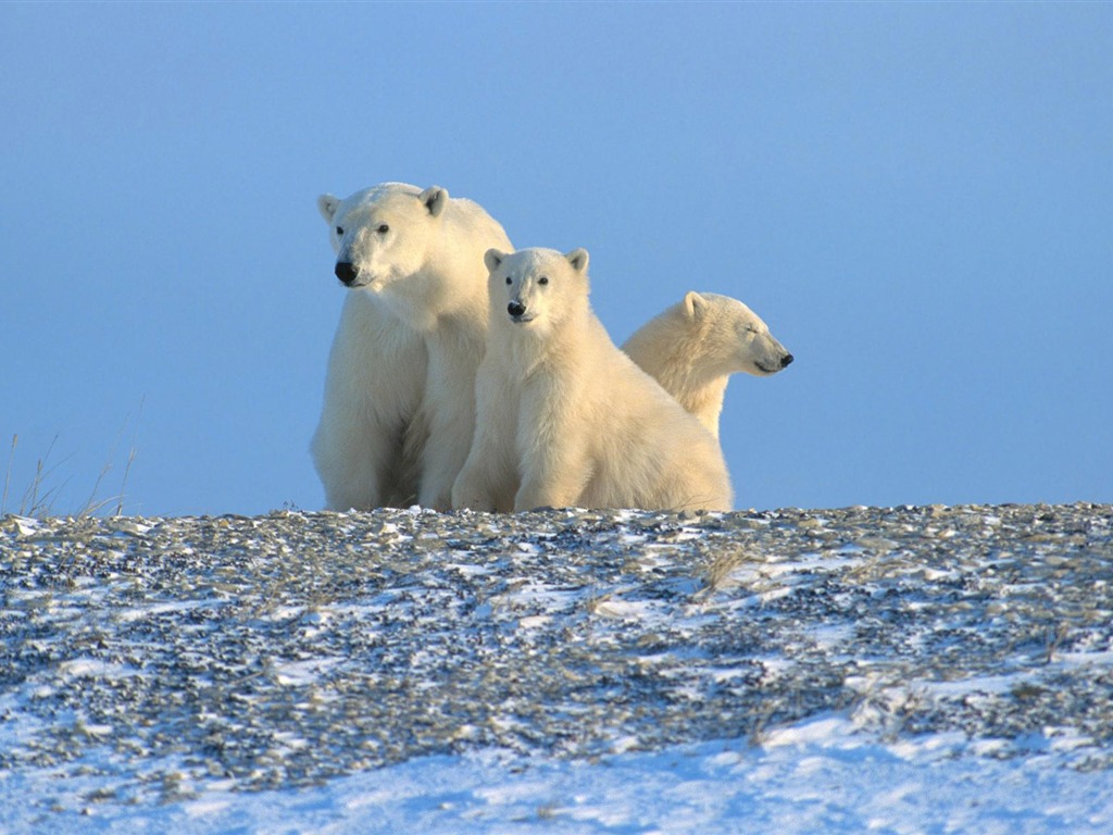 El oso polar Foto Wallpaper #13 - 1024x768