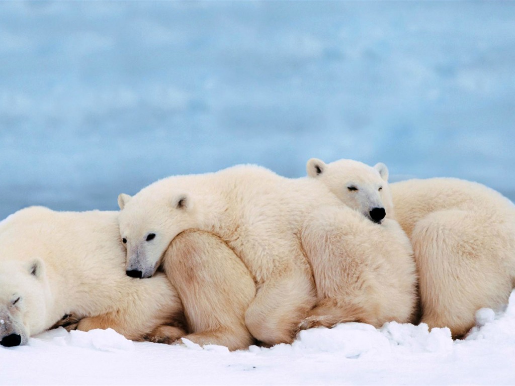 Fond d'écran Polar Bear Photo #14 - 1024x768