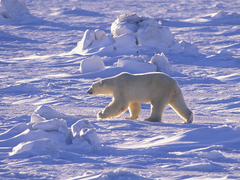 Fond d'écran Polar Bear Photo #15 - 1024x768