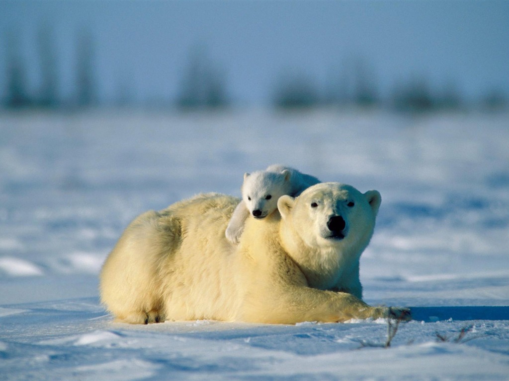 Polar Bear Foto Wallpaper #16 - 1024x768