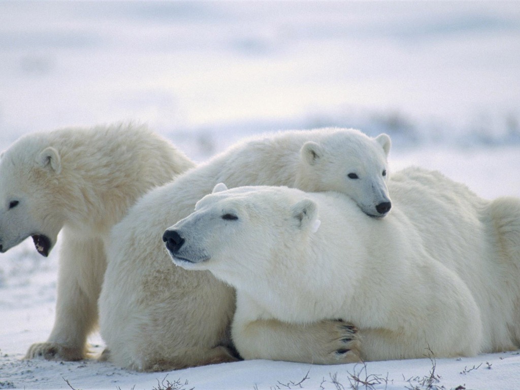 北极熊写真壁纸17 - 1024x768