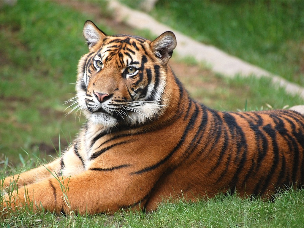 Tiger Photo Wallpaper (4) #1 - 1024x768