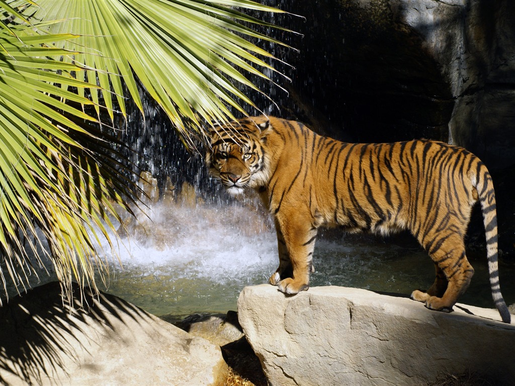 Tiger Photo Wallpaper (4) #3 - 1024x768