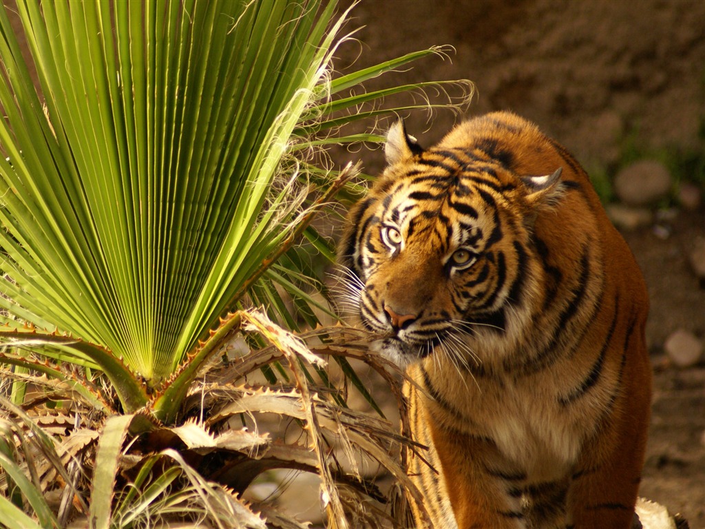 Tiger Фото обои (4) #4 - 1024x768