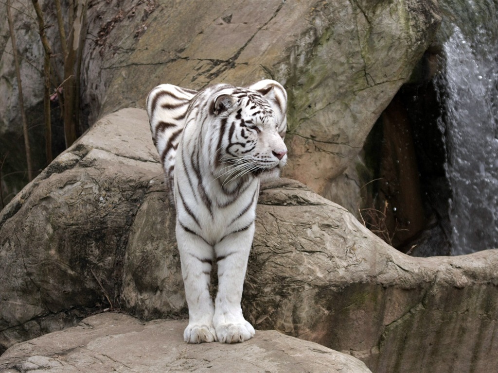 Tiger Фото обои (4) #5 - 1024x768