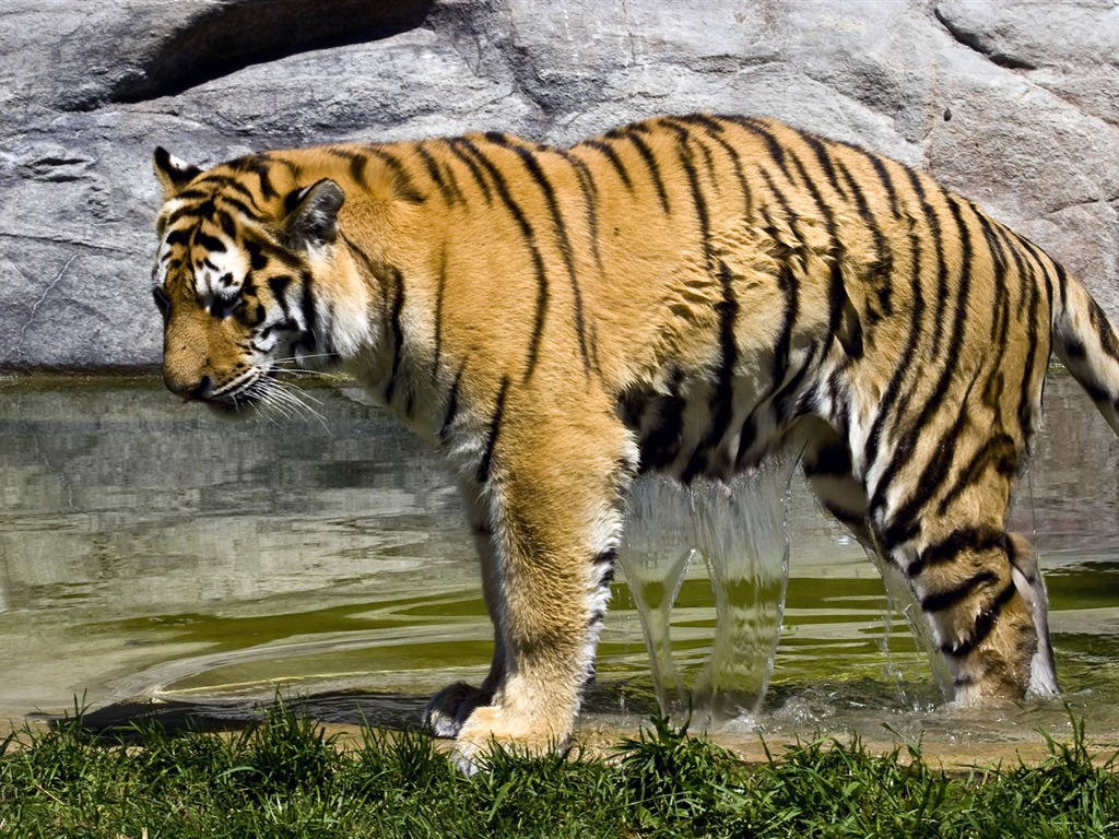 Tiger Фото обои (4) #6 - 1024x768