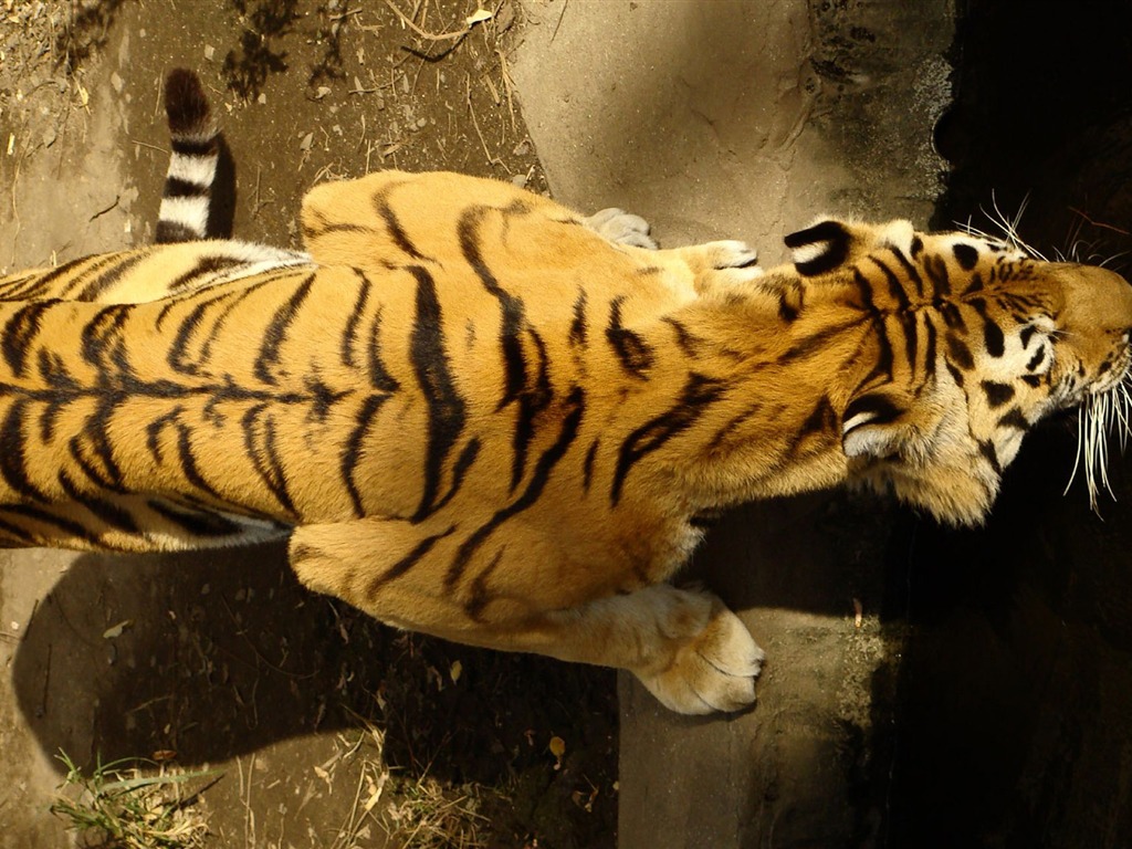 Tiger Фото обои (4) #9 - 1024x768