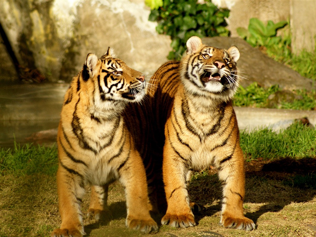 Tiger Фото обои (4) #10 - 1024x768
