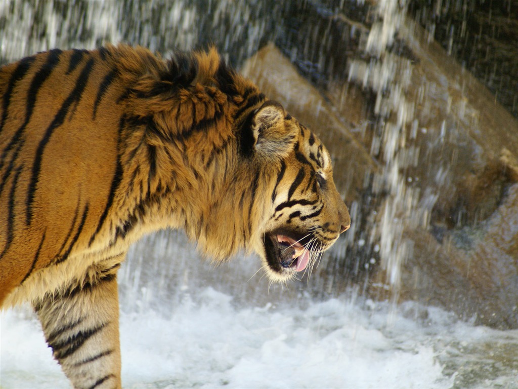 Tiger Фото обои (4) #12 - 1024x768