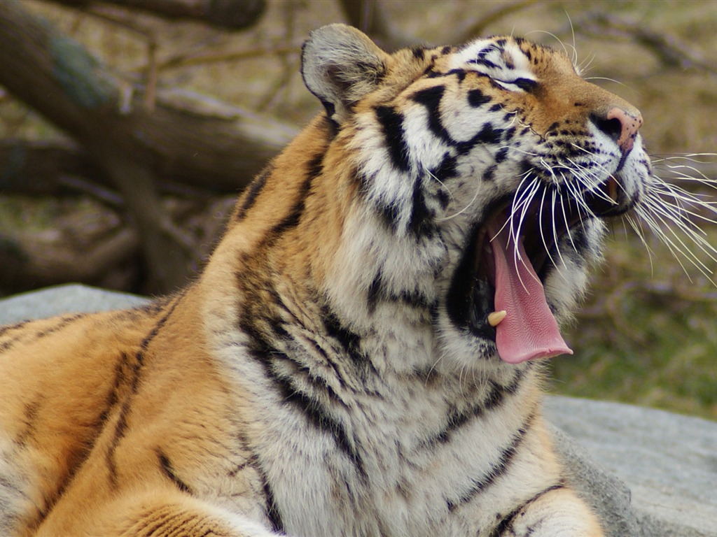 タイガー写真の壁紙(4) #16 - 1024x768