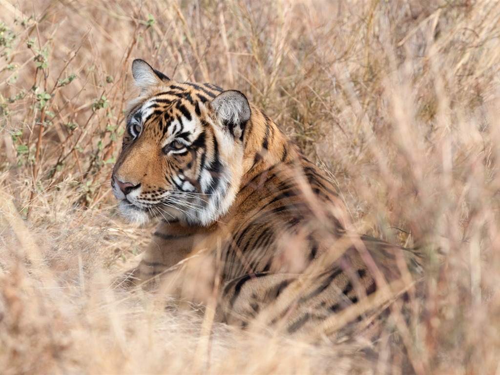 Tiger Фото обои (4) #19 - 1024x768