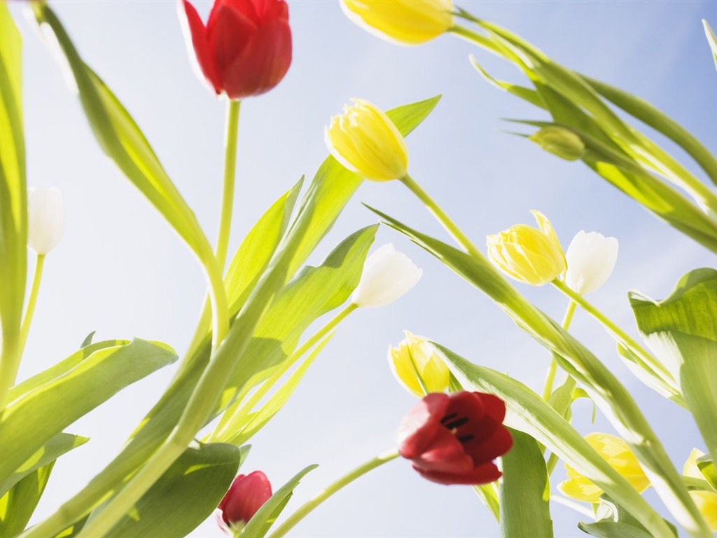 Fond d'écran Widescreen Tulip #7 - 1024x768