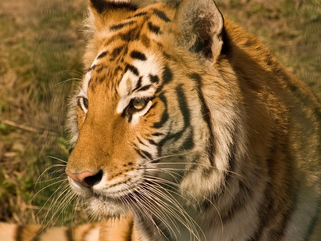 Tiger Foto tapety (5) #1 - 1024x768