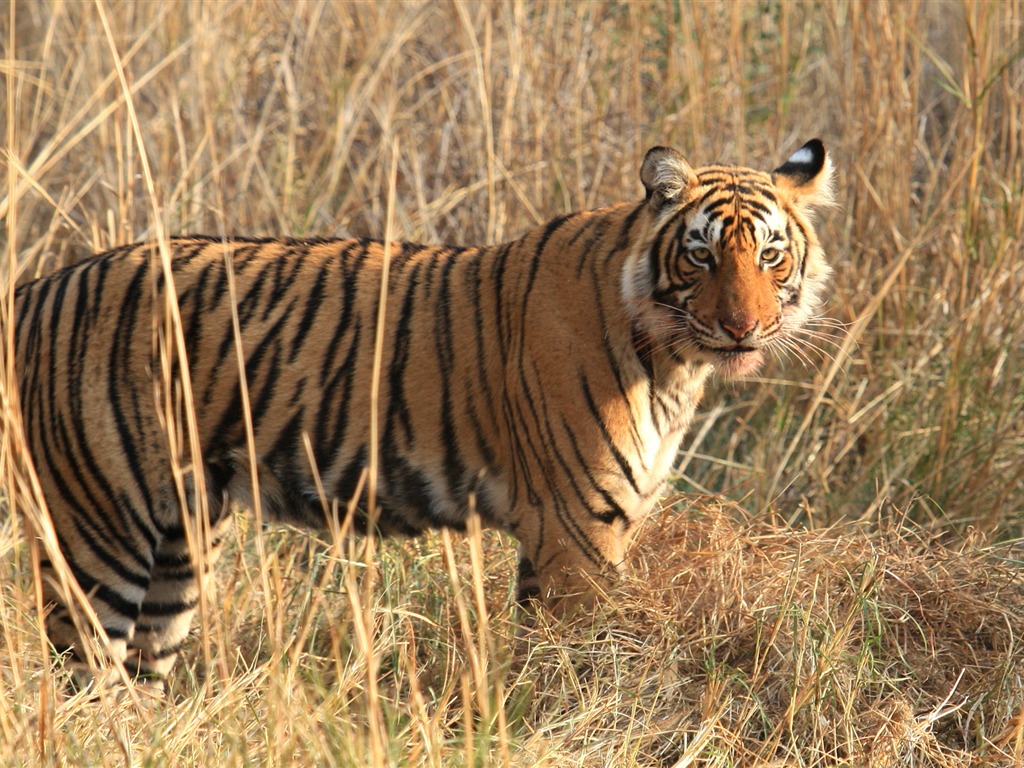 Fond d'écran Tiger Photo (5) #3 - 1024x768