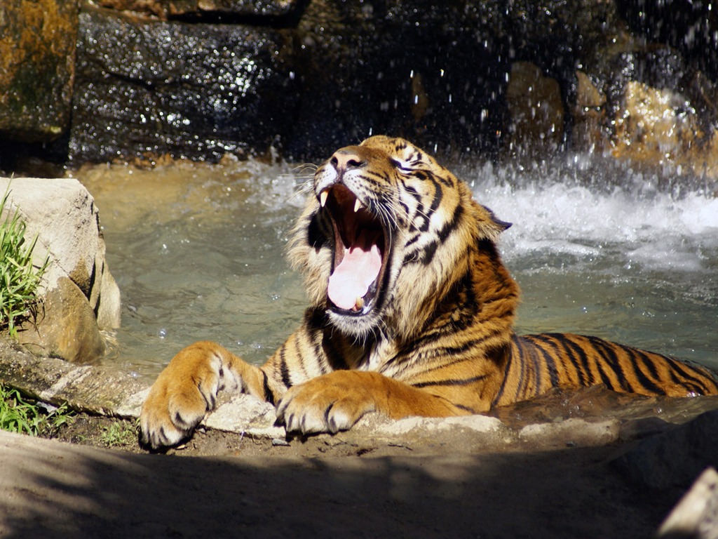 Fond d'écran Tiger Photo (5) #9 - 1024x768