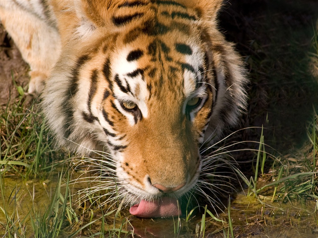 Tiger Foto tapety (5) #11 - 1024x768