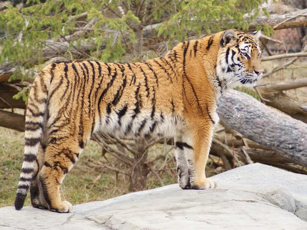 Tiger Foto tapety (5) #15 - 1024x768