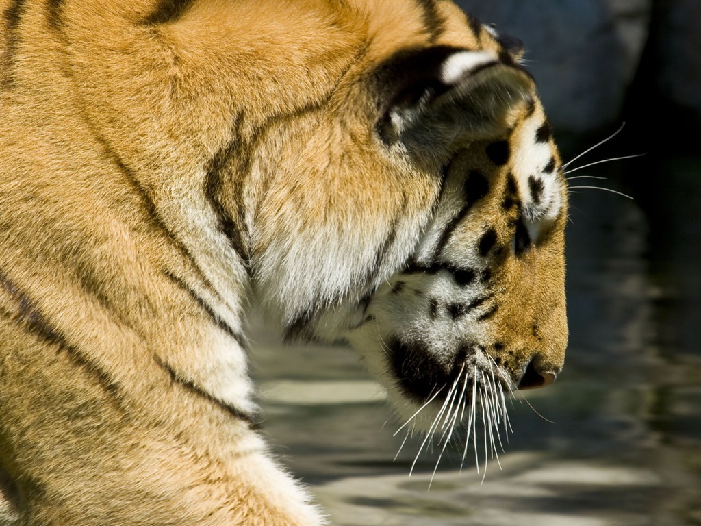 Tiger Foto tapety (5) #17 - 1024x768