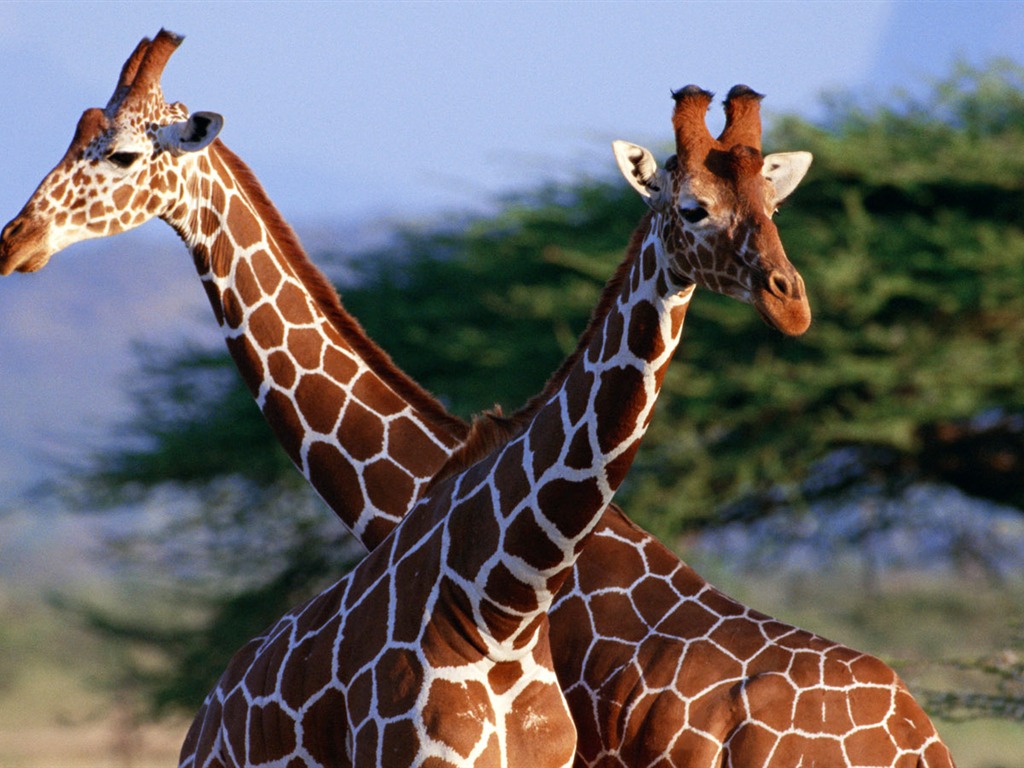 albums wallpaper Girafe #1 - 1024x768