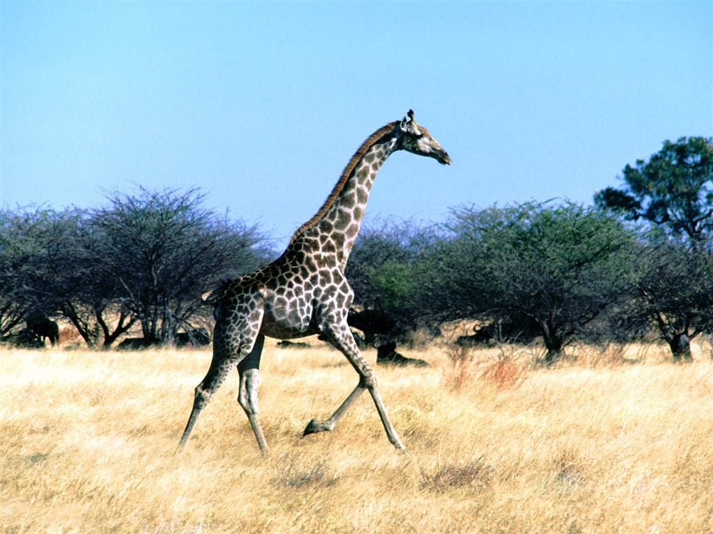 Giraffe wallpaper alba #22 - 1024x768