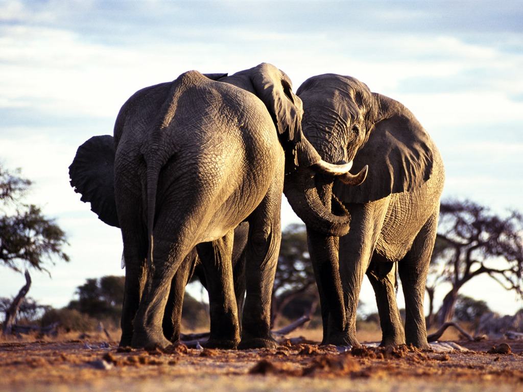 Elephant Photo Wallpaper #3 - 1024x768