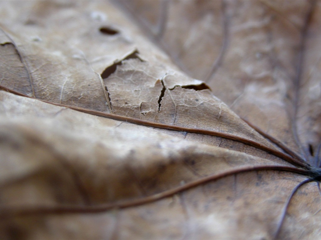 Étrangères papier peint feuille photographie vert (1) #5 - 1024x768