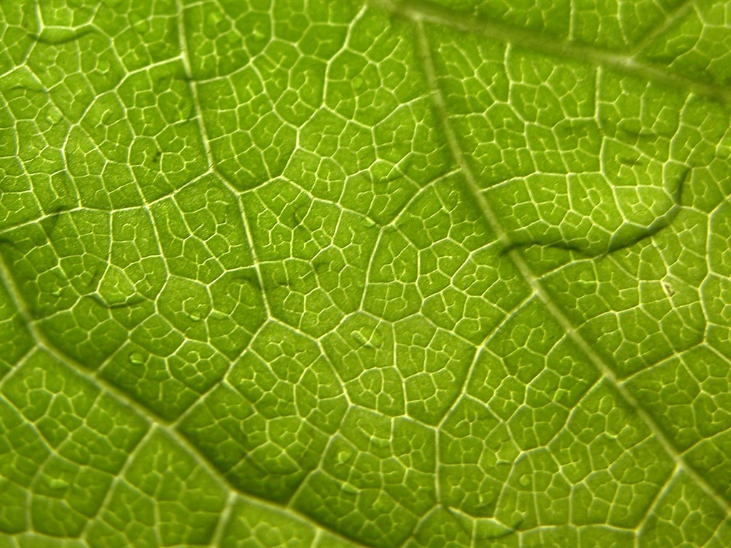 Foreign photography green leaf wallpaper (1) #16 - 1024x768