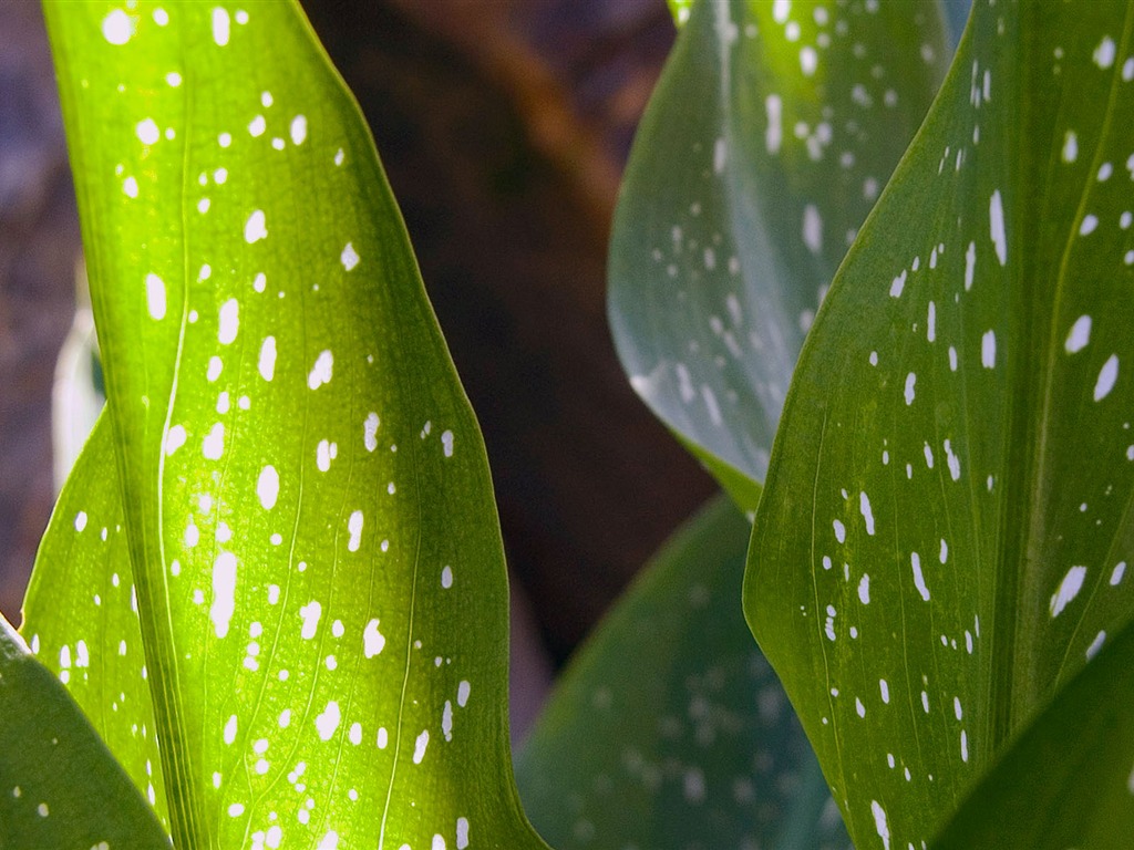 Étrangères papier peint feuille photographie vert (1) #19 - 1024x768