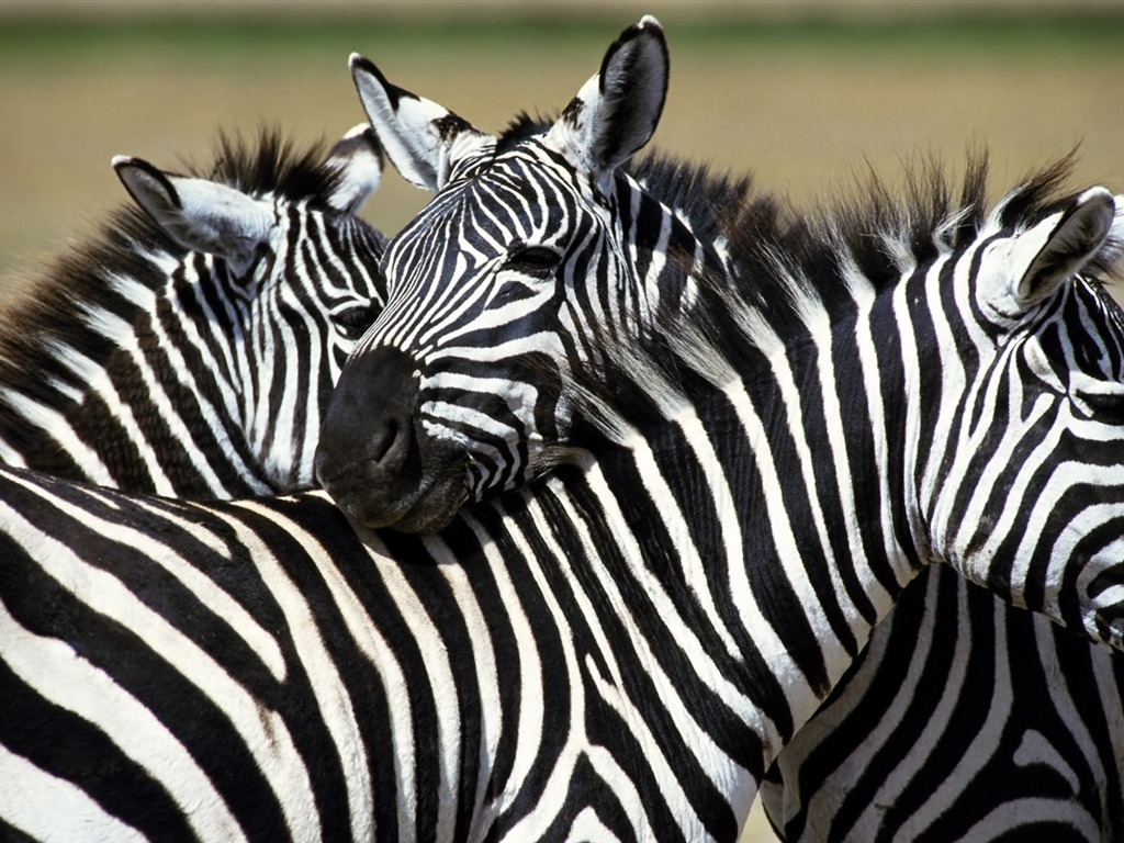 Fond d'écran photo Zebra #2 - 1024x768