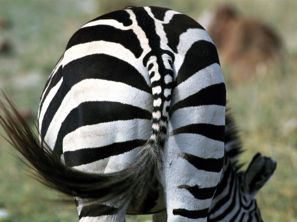 Zebra Фото обои #9 - 1024x768